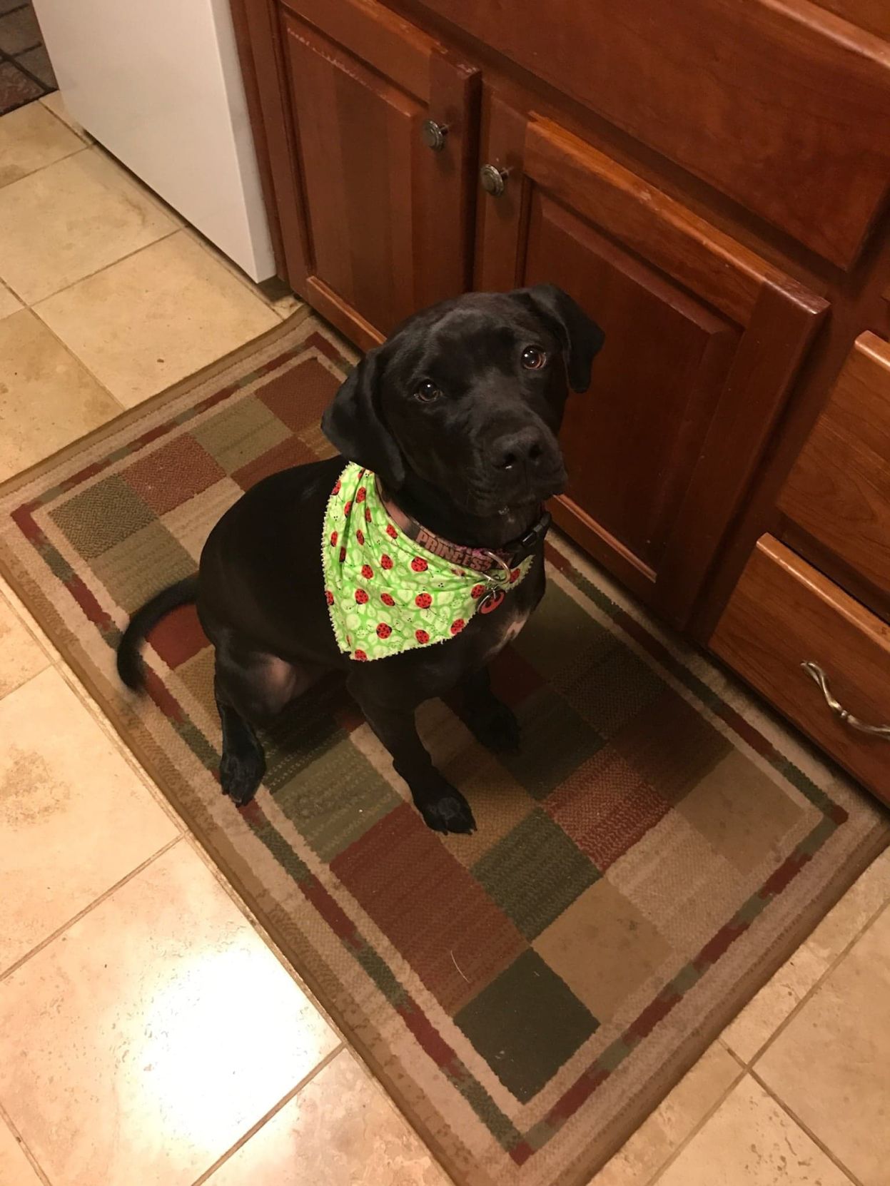 Leia-PUP